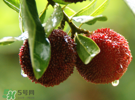 楊梅一天最多吃多少？楊梅一次能吃多少？