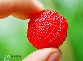 楊梅一天最多吃多少？楊梅一次能吃多少？