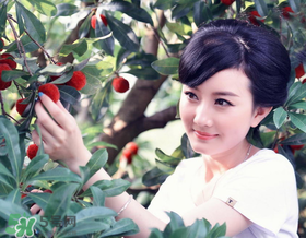 楊梅一天最多吃多少？楊梅一次能吃多少？