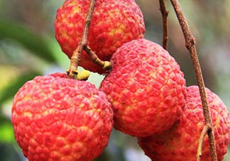 妃子笑荔枝多少錢一斤？2017妃子笑荔枝價格