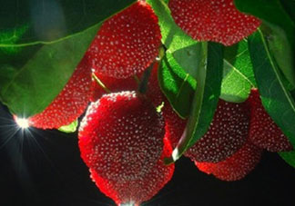 吃完楊梅不能吃什么？吃完楊梅可以吃別的水果嗎？