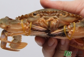 花蓋蟹什么時(shí)候最肥？花蓋蟹幾月份最肥