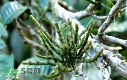 什么是螃蟹腳茶？螃蟹腳茶的功效禁忌