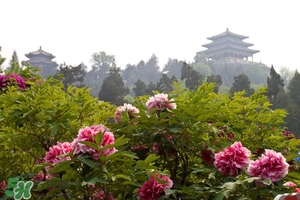 7月份去北京穿什么？七月份去北京穿衣搭配