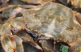 花蓋蟹有寄生蟲(chóng)嗎？花蓋蟹有沒(méi)有寄生蟲(chóng)