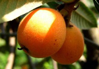 六月份還有枇杷嗎？枇杷六月份還有嗎？