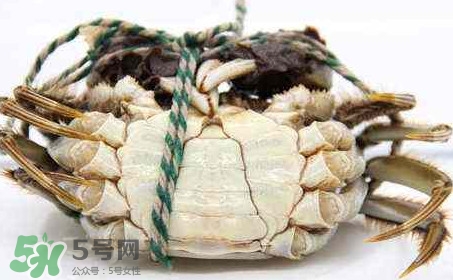 為什么說六月黃有公蟹沒有母蟹？怎樣區(qū)分螃蟹的公母