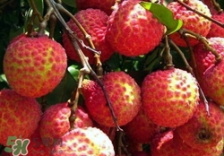 荔枝什么品種最好吃？什么品種的荔枝最貴