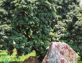 掛綠為什么只有一株？掛綠荔枝為什么不多種？