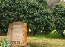 掛綠為什么只有一株？掛綠荔枝為什么不多種？