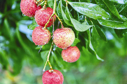 ? 掛綠荔枝多少錢一個？掛綠荔枝多少錢一斤2017