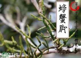 螃蟹腳茶哪些人不能喝？螃蟹腳茶哪些人能喝