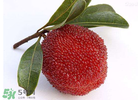 用什么酒泡楊梅酒最好？楊梅酒用什么酒泡好？