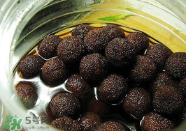 泡楊梅酒楊梅要洗嗎？泡楊梅酒楊梅要不要洗？