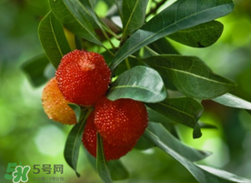 楊梅可以放冰箱冷藏嗎？楊梅可以放冰箱冷凍嗎？