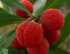 楊梅可以放冰箱冷藏嗎？楊梅可以放冰箱冷凍嗎？