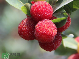 楊梅可以放冰箱冷藏嗎？楊梅可以放冰箱冷凍嗎？