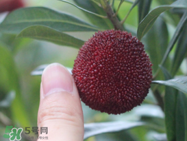 楊梅放冰箱能放幾天？楊梅可以放冰箱嗎？