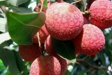 黑葉荔枝好吃嗎？黑葉荔枝多少錢一斤2017？