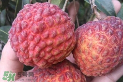 荔枝王是什么品種？荔枝王多少錢一斤2017？