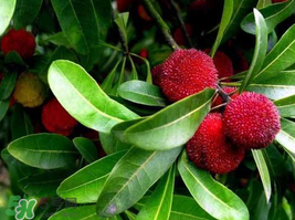 楊梅和花生能一起吃嗎？吃了楊梅還能吃生花生嗎？