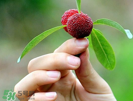 楊梅和花生能一起吃嗎？吃了楊梅還能吃生花生嗎？