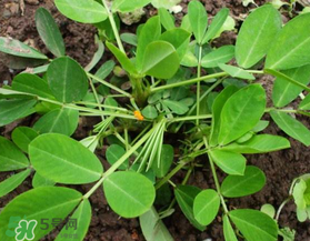 六月份還可以種花生嗎？六月份種花生可以嗎？