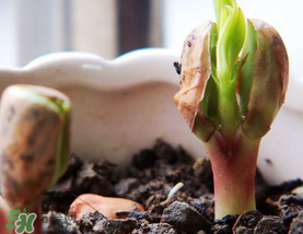 六月份還可以種花生嗎？六月份種花生可以嗎？