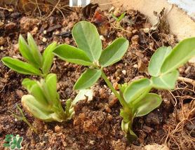 六月份還可以種花生嗎？六月份種花生可以嗎？