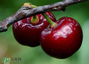 六月份還有櫻桃嗎？6月還有櫻桃嗎？