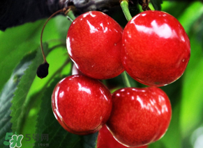 六月份還有櫻桃嗎？6月還有櫻桃嗎？