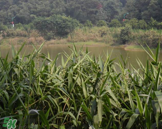 掃把蟲是什么？掃把蟲能吃嗎？