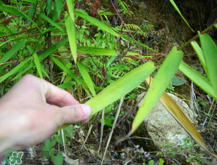 掃把蟲是什么？掃把蟲能吃嗎？