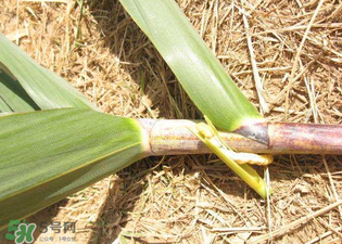 掃把蟲是什么？掃把蟲能吃嗎？