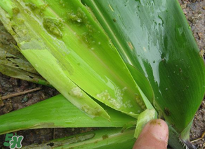 掃把蟲是什么？掃把蟲能吃嗎？