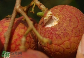 荔枝王的產(chǎn)地是哪里？荔枝王產(chǎn)地在哪兒