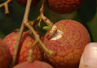 黑葉荔枝好吃嗎？黑葉荔枝多少錢一斤2017？