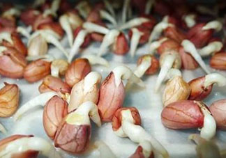 六月份還可以種花生嗎？六月份種花生可以嗎？