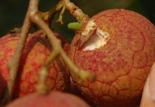 黑葉荔枝好吃嗎？黑葉荔枝多少錢一斤2017？