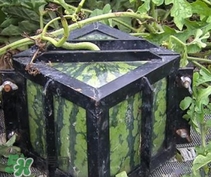 方形西瓜哪里有賣的？哪里可以買到方形西瓜