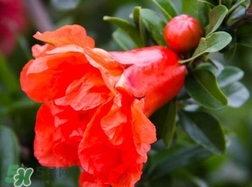 石榴花花語(yǔ)代表什么意思？石榴花花語(yǔ)是什么意思