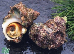 海螺怎樣吃才正確圖解？海螺哪里不能吃圖示