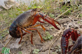 潛江小龍蝦有什么特色？潛江龍蝦節(jié)是每年什么時(shí)候？ 