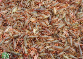 龍蝦苗多少錢一斤？龍蝦苗多少錢一斤2017？