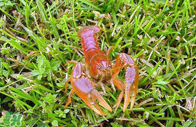 龍蝦苗多少錢一斤？龍蝦苗多少錢一斤2017？