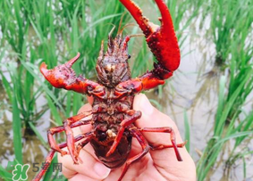 龍蝦苗多少錢一斤？龍蝦苗多少錢一斤2017？