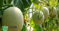 甜瓜怎么挑？甜瓜挑選方法