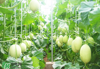 甜瓜怎么挑？甜瓜挑選方法