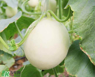 甜瓜怎么挑？甜瓜挑選方法