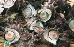 死海螺能吃嗎？死海螺可以吃嗎